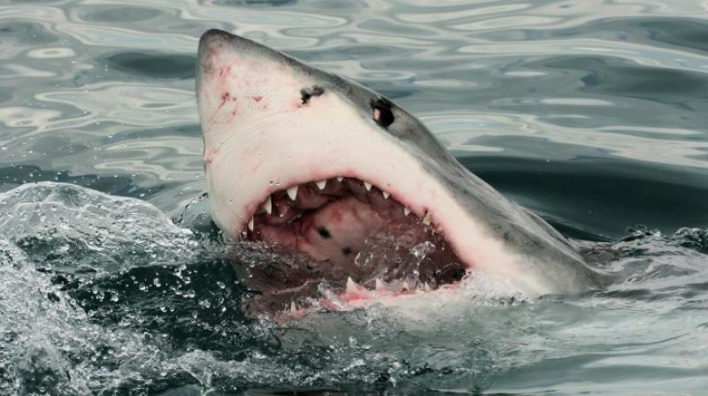 He was swimming near an area marked with warnings of shark attacks (Photo: AFP)