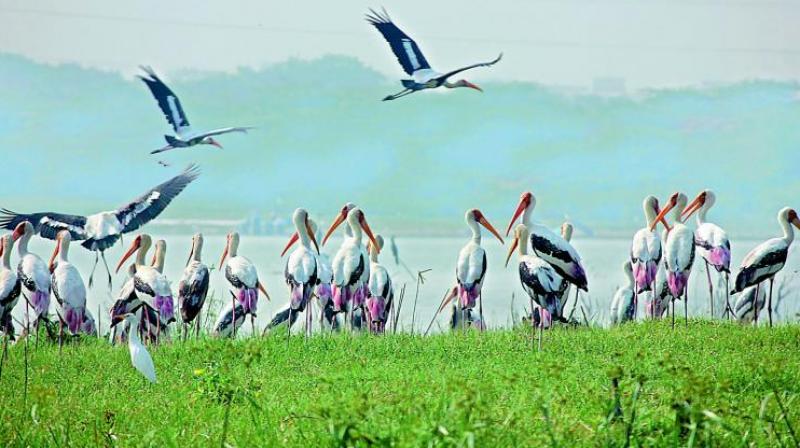 The HMDA official claimed that by allowing the birds to move around freely and by simulating their natural habitats and diet, birds have been able to breed naturally thus helping to ensure the survival and sustainability of their species.      (Photo: DC/file)