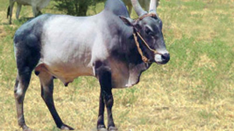Jallikattu activist Karthikeya Sivasenapathy said: \Jallikattu is a sport which is won by the healthiest bull. The bull that wins is allowed to mate with village cows in their heat period. This is nothing unusual, but choosing the fittest for the survival of the progeny and it is also done in labs all over the world, take for instance poultry, where selective breeding takes place.\