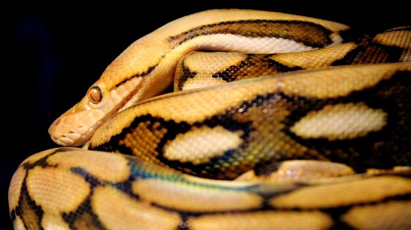 Woman tries to smuggle python inside hard drive in luggage onto flight. (Photo: Pixabay)