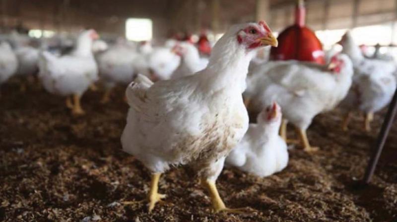 The poultry farmers and traders in Kerala have welcomed the GST which has removed the 14.5 per cent luxury tax on chicken which existed only in the state.