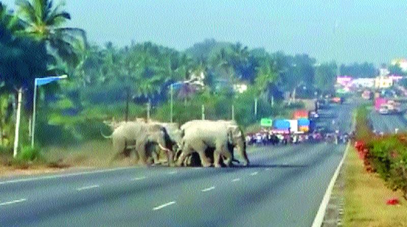 A herd of jumbos crosses Chennai-Bengaluru NH. (Photo: DC)