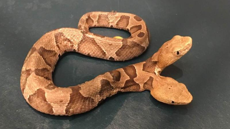 The snake also has two tracheas with the left one being more developed (Photo: Facebook)