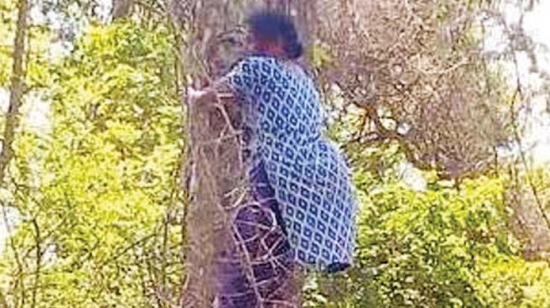 Tribal leader Muthamma climbs a tree in support of her demands at Diddalli in Kodagu on Thursday