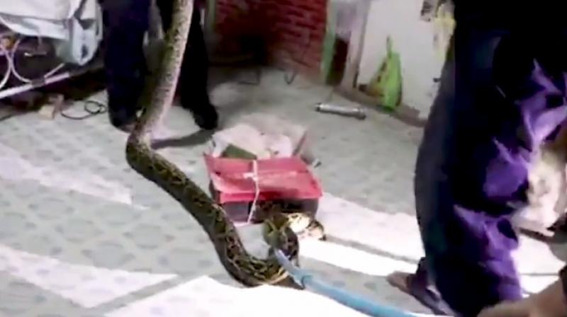 The python was eventually released in the wild (Photo: YouTube)