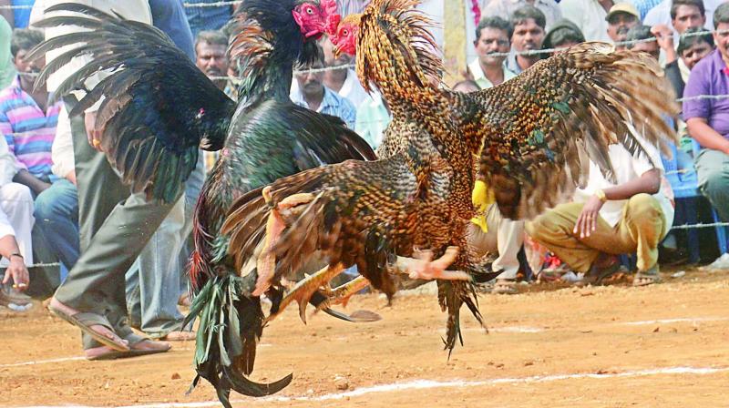 There are over 20 varieties of fighter roosters including Kaaki, Setu, Nallamachala Setu, Parla, Savala, Nalla Savala, Kokkirayi, Kowju, Myla, Poola, Telupu Gowdu, Yerupu Gowdu, Pingali, Nallabora and Yerrapoda.
