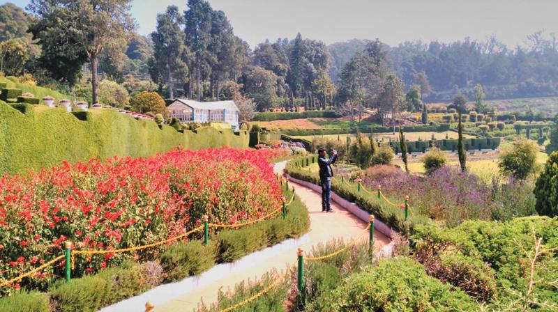 The Karnataka Siri Horticulture Garden(KSHG) at Fern Hill area in Ooty. (Photo: DC)