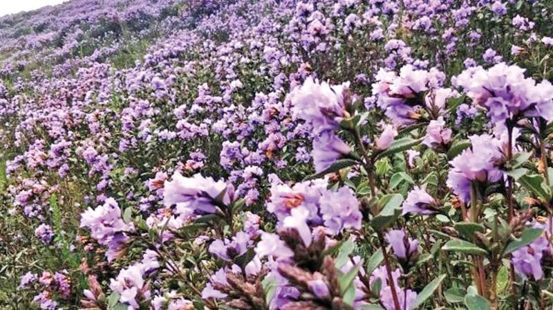 Kurinji flowers bloom  on a vast expanse of Kallhatti slopes near Ooty. (Photo: DC)