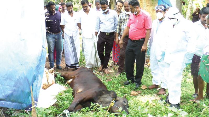 The veterinary team inspects the carcass of a cow at Mantharathur in Maniyur.