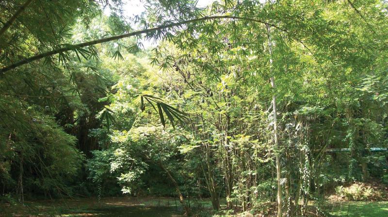 The pond at the Thiruvananthapuram Zoo.