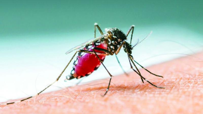 India is one of the 11 countries in the WHOs S.East region, with nearly 980 million people at risk of malaria.
