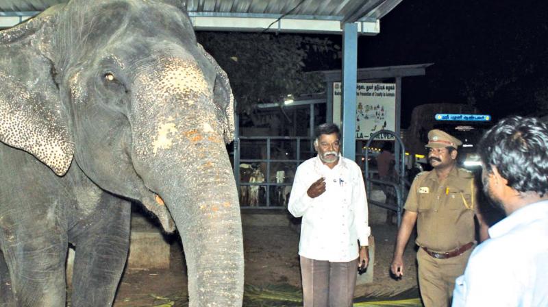 The 35-year-old elephant rescued by officials of Society for the Prevention of Cruelty to Animals on Saturday (Photo: DC)