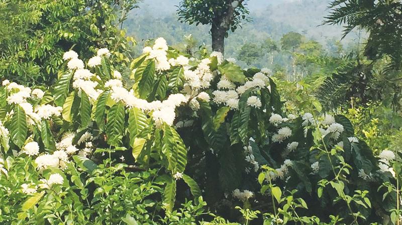 The coffee flower, we were informed by our hosts, the flower shoot and the fruit set of the coffee flower, has a fragrance, shape.