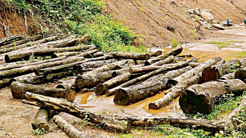 Trees chopped at Yettinahole project site near Sakleshpur in Hassan district