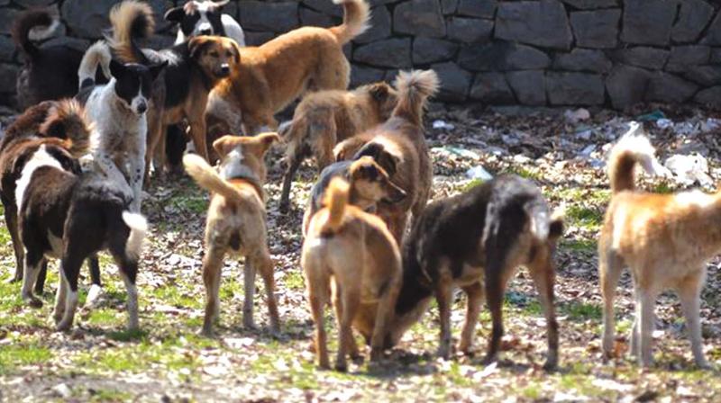 The five-acre field located near the banks of Vamanapuram river had turned into a safe haven for stray dogs.