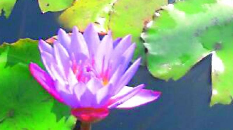 Rare blue lotus that bloomed in Chhattisgarhs Raipur.