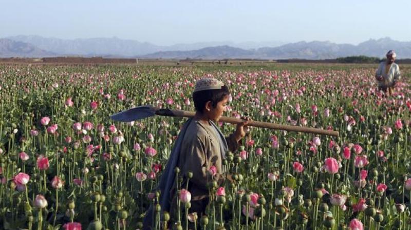 An Afghan boy carries a shovel on his shoulder as he walks in a poppy field in the Zhari district of Kandahar province, Afghanistan. (Photo: AP)