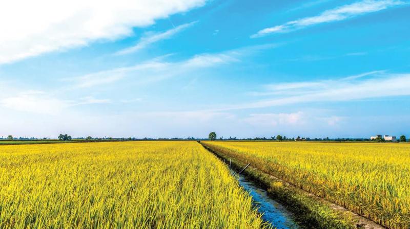 Thiruvananthapuram: Isaac bets big on agriculture