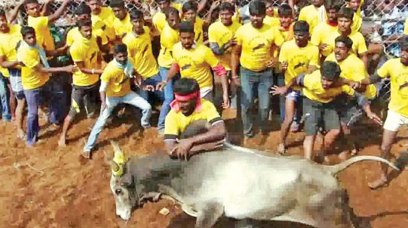 A tamer embraces the hump of a bull in Dindigul. (Photo: DC)