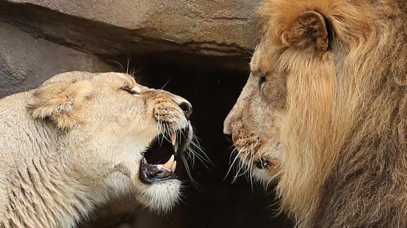 The incident came to light after they heard an unusual amount of roaring from the lions yard (Photo: AFP)