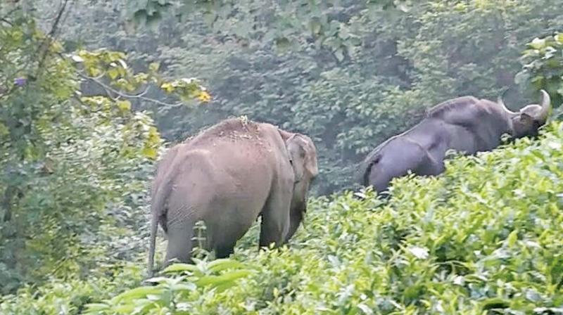 The elephant and the wild gaur near Coonoor. (DC)