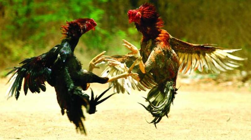 North Andhra region has already geared up for cock-fights and people have started placing bets on the fighting roosters.