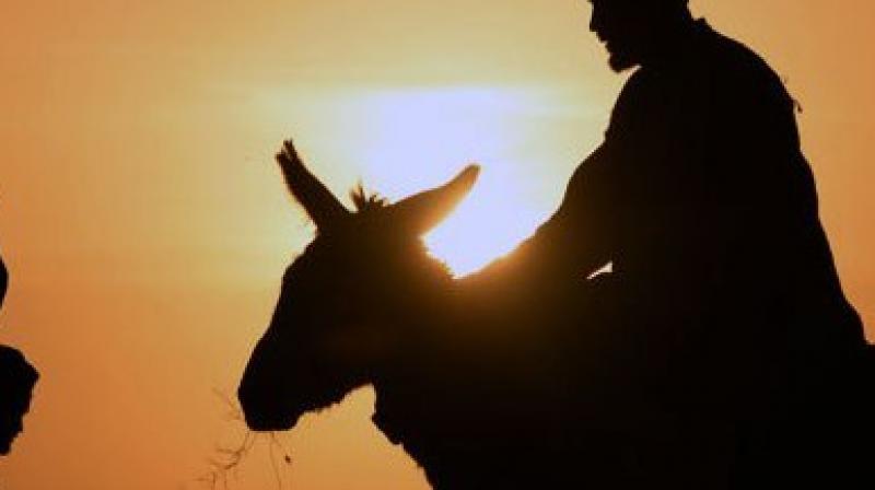He had sex with one of two donkeys he lured away from the herd (Photo: AFP)