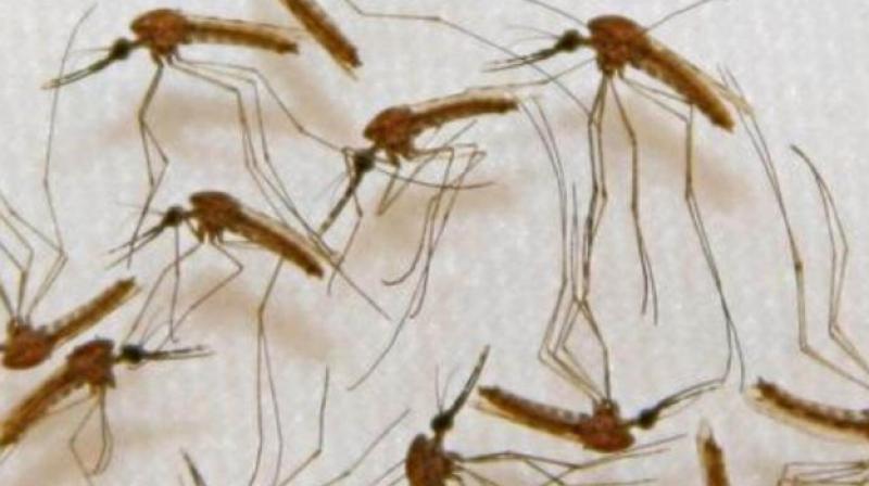 Genetically altering that bacteria to emit some anti-malaria compounds suppressed parasite growth without hurting the mosquitoes (Photo: AFP)