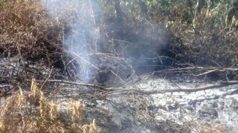 Emission of smoke from sub-soil surface and charring of vegetation in the jungles near Ooty. (Photo: DC)