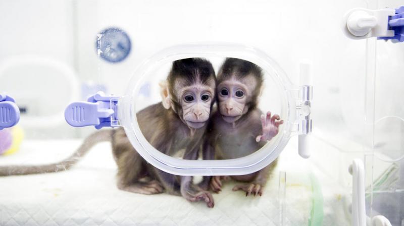 The breakthrough means that it would theoretically be easier to clone a human. (Photo: AP)