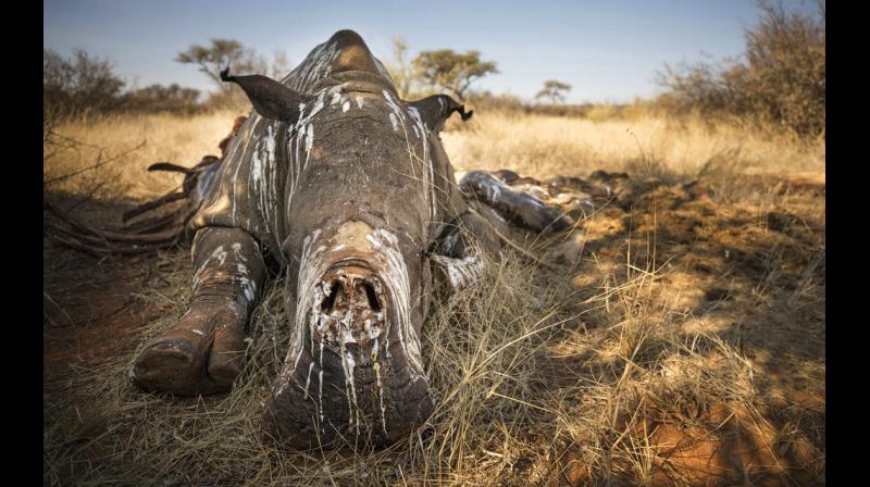 The first case of rhino poaching this year happened at Daflang camp area of KNPs Bagori Range on January 14, but the poachers could not take away its horn. (Photo: AP / Representational Image)