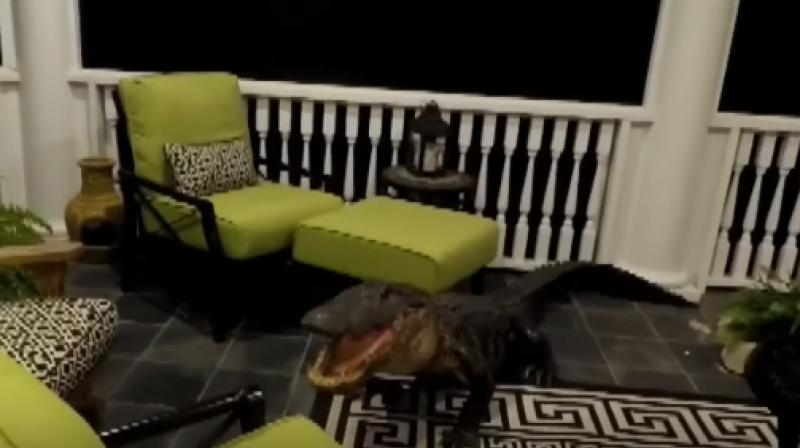 The family called a wildlife expert who euthanized the fierce alligator as it was difficult to control. (Photo: Youtube)