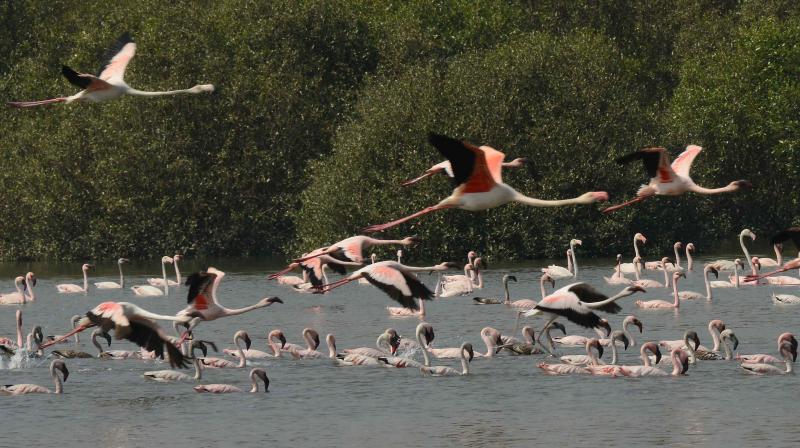 Celebrating the annual return of the flamingoes to Mumbai