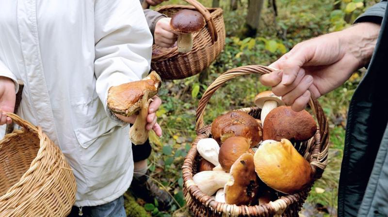 Previous studies on mushrooms suggest that they can be more satiating than meat (Photo: AFP)