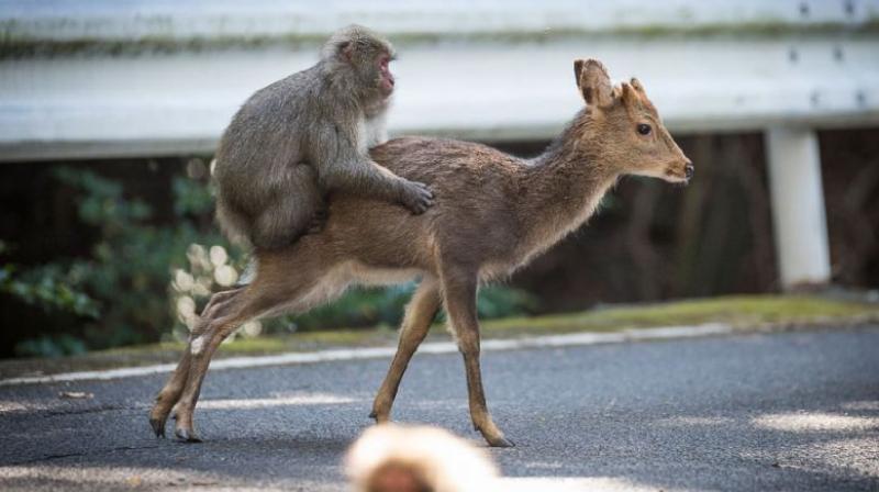 A Japanese macaque can be seen engaging in rare inter-species sexual behaviour with a female sika deer in a video filmed in Yakushima, Japan. (Photo: AFP)