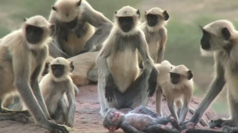 The langurs mourned for the robot after believing that it had died. (Credit: YouTube)