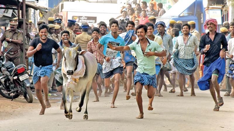 Youth attempt to catch the bull let loose  at Alanganallur near Madurai on Monday (Photo: DC)
