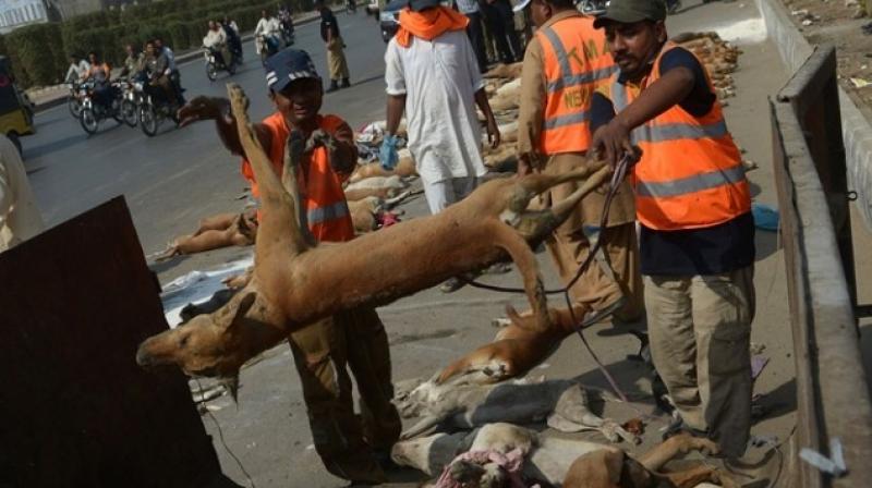 More than a thousand stray dogs have been poisoned to death by municipal workers in Karachi, Pakistan. (Photo: AFP/Representational)