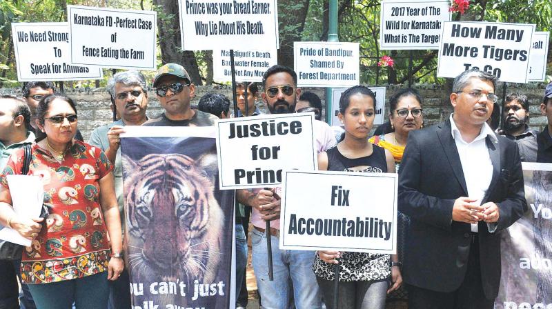 Wildlife Lovers Forum members stage a protest at Aranya Bhavan in Bengaluru on Saturday demanding probe in to the death of Prince Tiger which was found dead in Bandipur forest recently. (Photo: KPN)