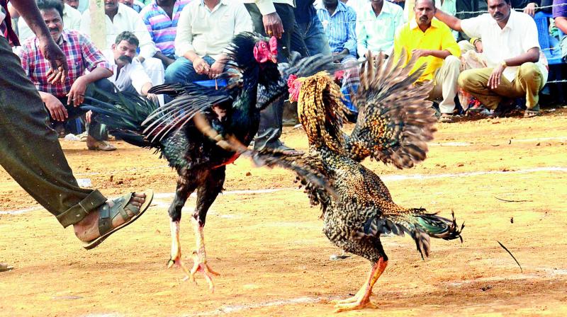 A cockfight organised near Aarilova in Visakhapatnam on Friday. Modern facilities including space for car parking and cashless payment methods are drawing punters from major cities such as Hyderabad, Vijayawada, Chennai, Bengaluru, Vizag. (Photo: DC)