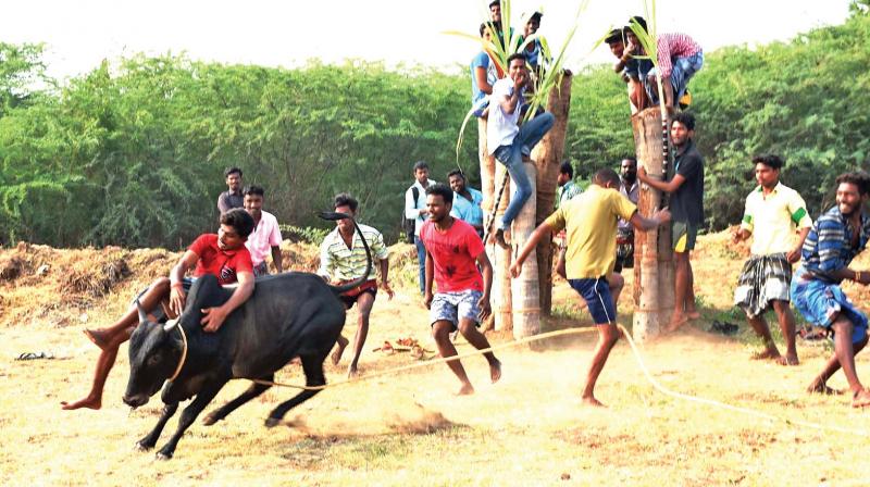 Famous Pullikulam bulls are seen charging through Vadivasal engaging the local youths for around an hour during an impromptu Jallikattu event held at Karisalkulam village in Madurai on Friday morning. (Photo: DC)