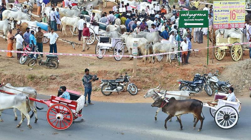 Rekla race conducted near Ettimadi on the outskirts of Coimbatore on Friday defying the court order. (Photo: DC)