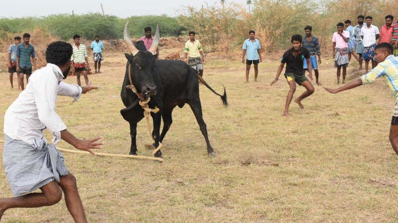 The bull, Ramu, tethered with a long rope, tied to a stone in the middle of the arena, gives a tough fight during an impromptu jallikattu held at Karisalkulam village in Madurai on Friday morning. (Photo: K. Manikandan)