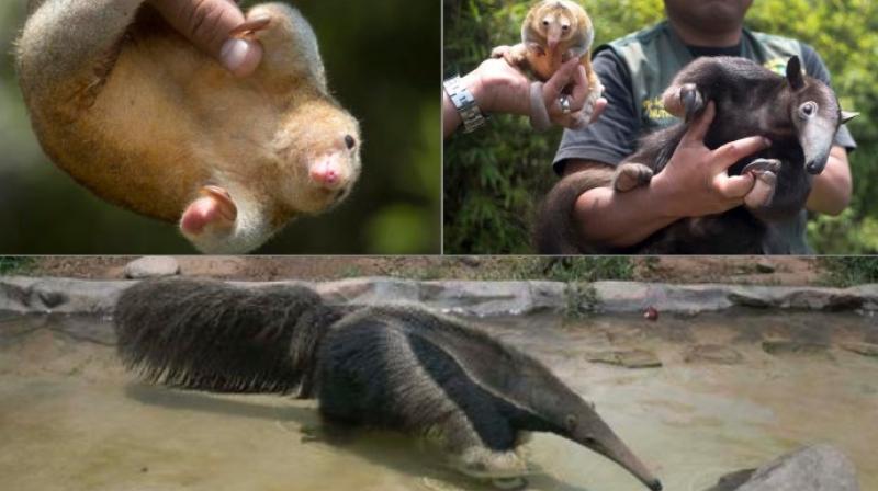 Zoo in Peru introduces three adorable species of anteaters