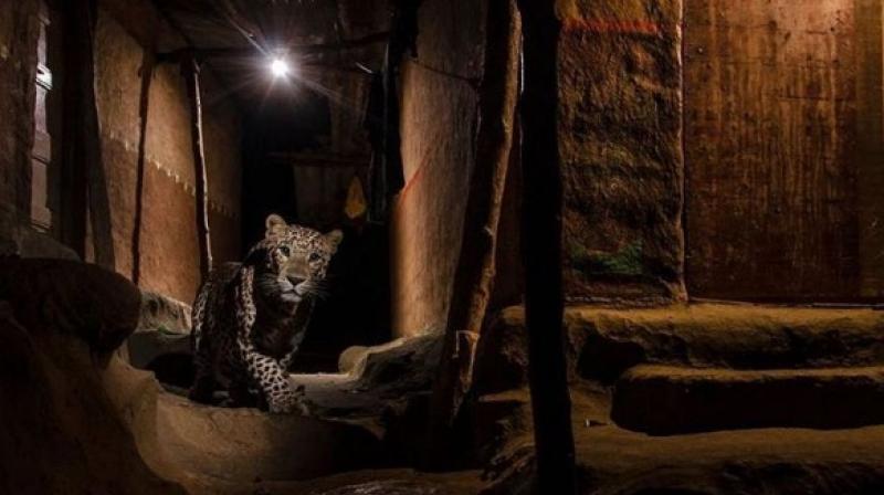 The image of a leopard between mud houses is called \The Alley Cat\ (Photo: Instagram/Nayan Khanolkar)