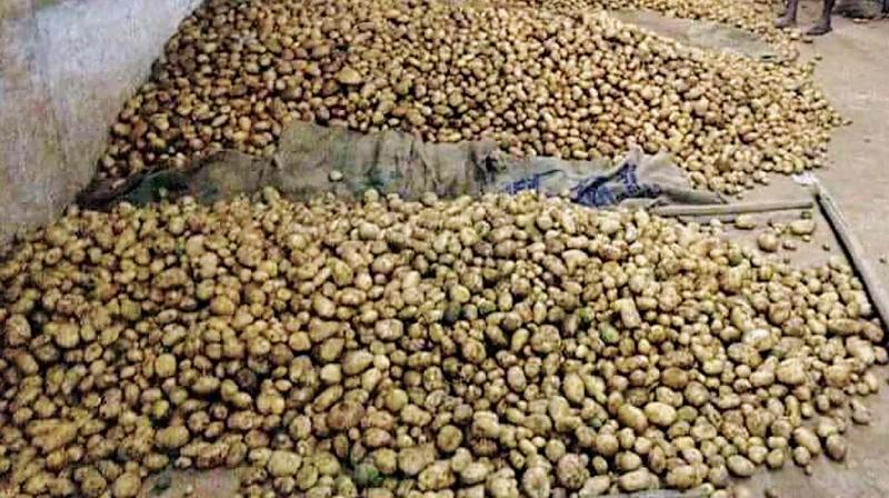Ooty potatoes arrive for auction at NCMS auction centre in Mettupalayam. 	(Photo:DC)