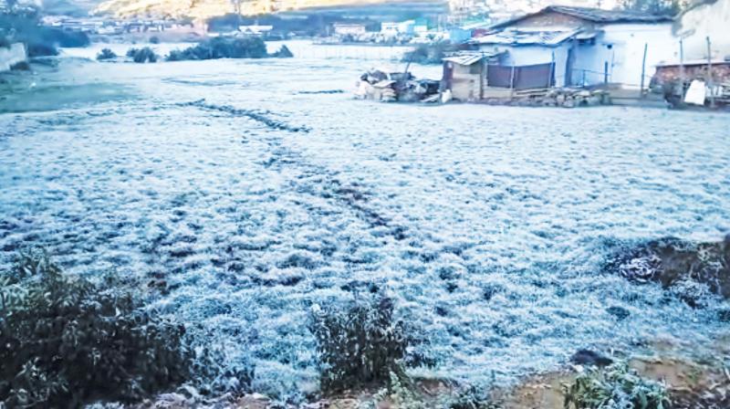 Deposition of frost over lawns in Kandal area in Ooty (Photo: DC)