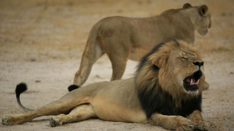 This photo by the Zimbabwe National Parks agency shows a much-loved Zimbabwean lion called Cecil. (Photo: AFP)