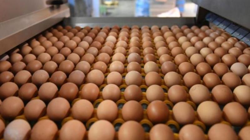 Developed countries take measures to sterilise the egg surface from contamination especially from Salmonella enteritidis (Photo: AFP)