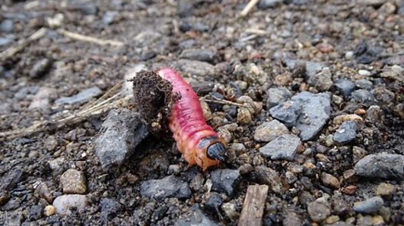The two young worms are the first offspring in a Mars soil experiment. (Photo: Pixabay)